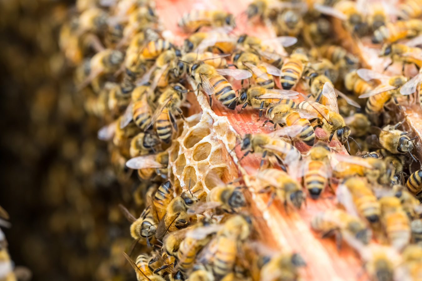 Bienenpartenschaft