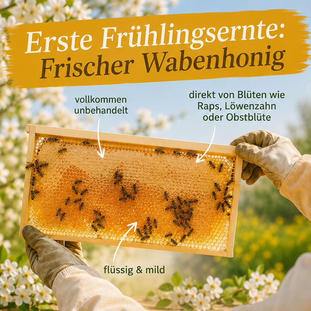 Frische Honigwabe – Natur pur, direkt aus der Frühjahrs-Ernte